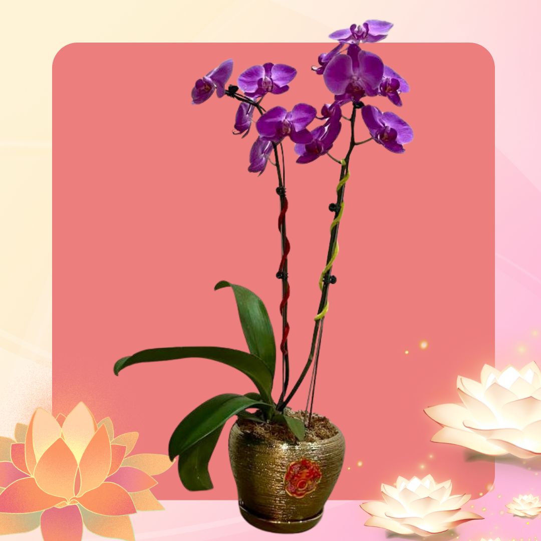 胡姬花 Orchid flower